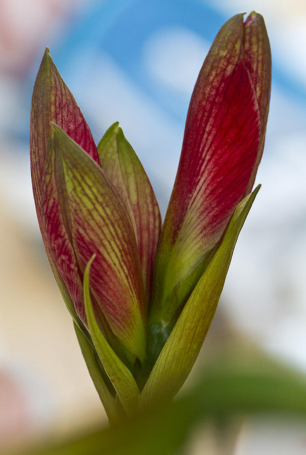 Amaryllis Photograph by Diane Fifield
