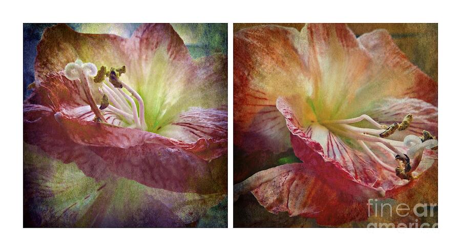 Amaryllis Diptych Photograph by Patricia Strand