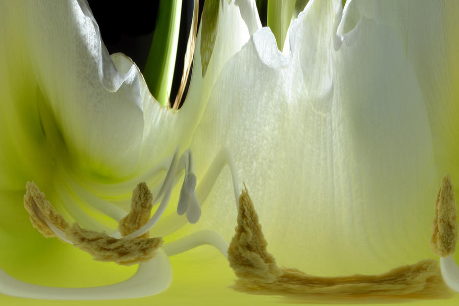 Amaryllis Dream Photograph by Terence Davis