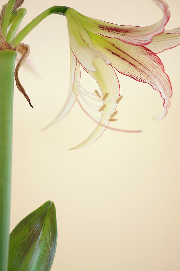 Amaryllis Flower And Bud (hippeastrum) Photograph by Maria Mosolova
