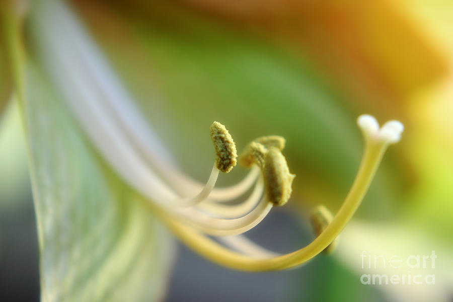 Spring Photograph - Amaryllis Flower by Charline Xia