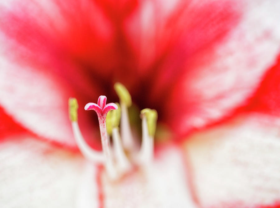 Amaryllis Flower Photograph by Elisabeth Pollaert Smith