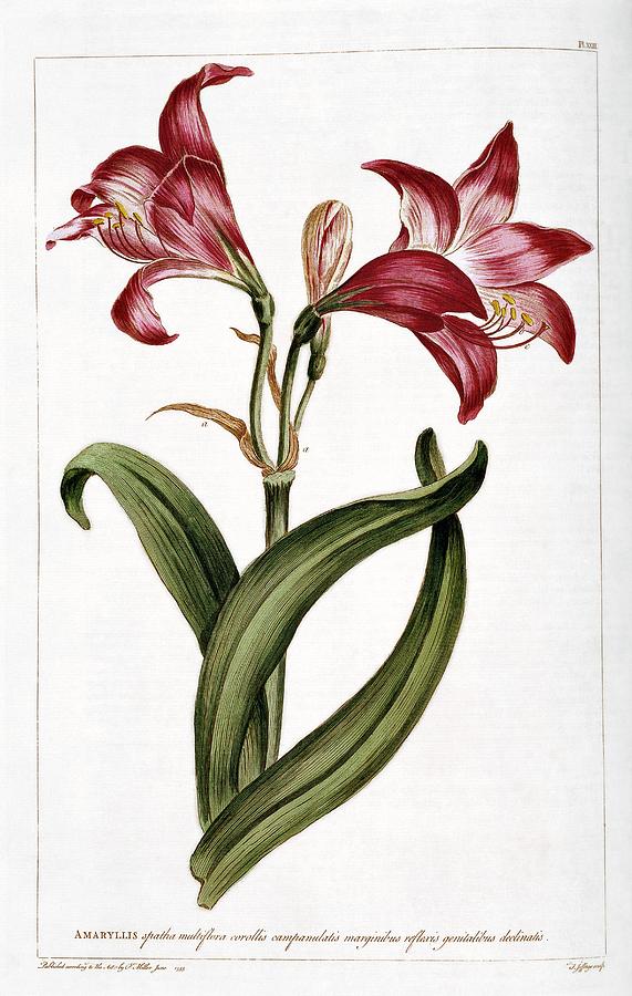 Amaryllis Flower Photograph by Natural History Museum, London/science Photo Library