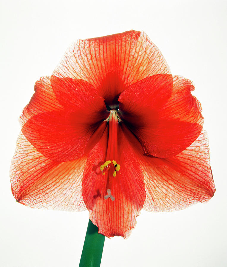 Amaryllis Flower Photograph by Phil Jude/science Photo Library
