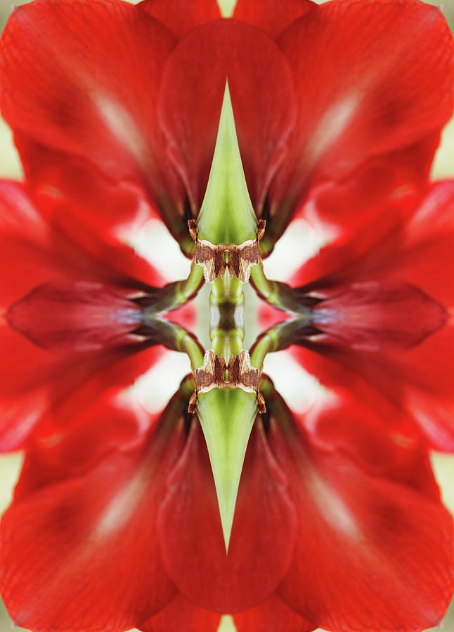 Amaryllis Flower Photograph by Silvia Otte
