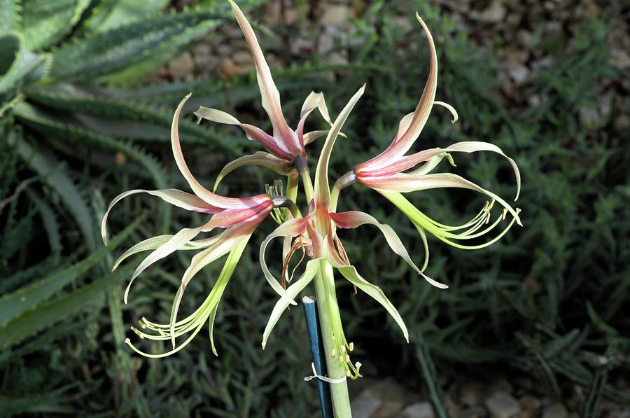 Amaryllis (hippeastrum chico) Photograph by Anthony Cooper/science Photo Library