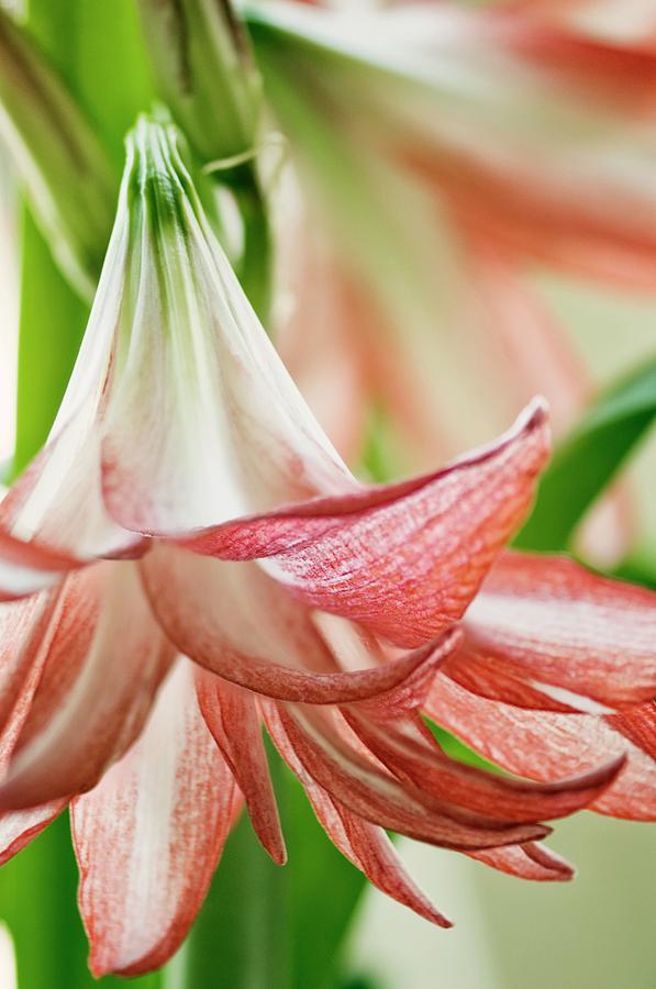 Amaryllis (hippeastrum Sp.) Photograph by Maria Mosolova/science Photo Library
