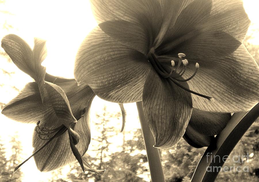 Amaryllis in Bloom Photograph by Laura  Wong-Rose