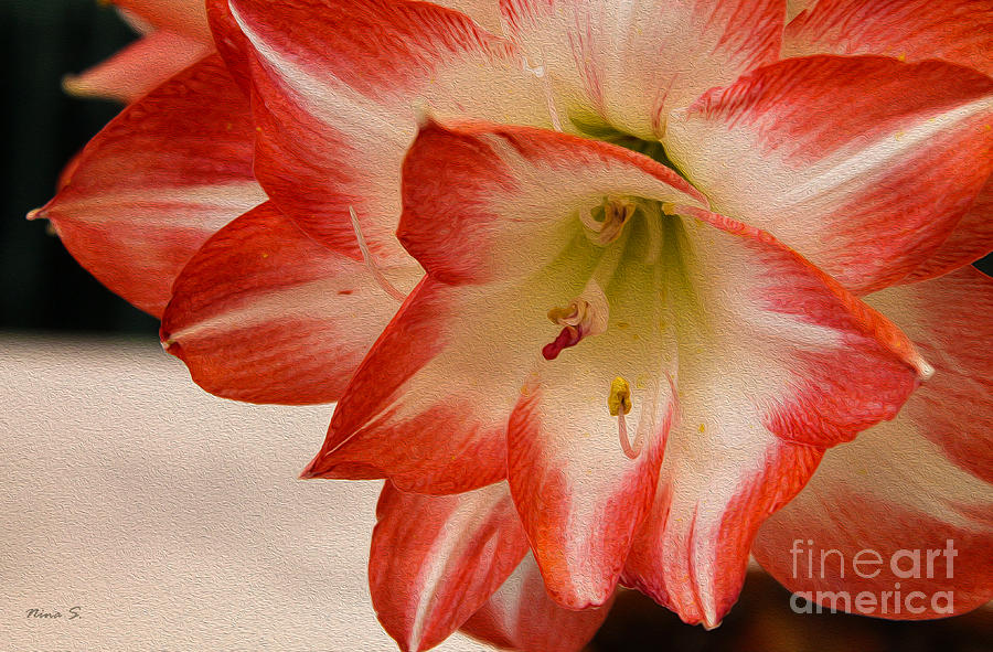 Amaryllis in spring Photograph by Nina Silver