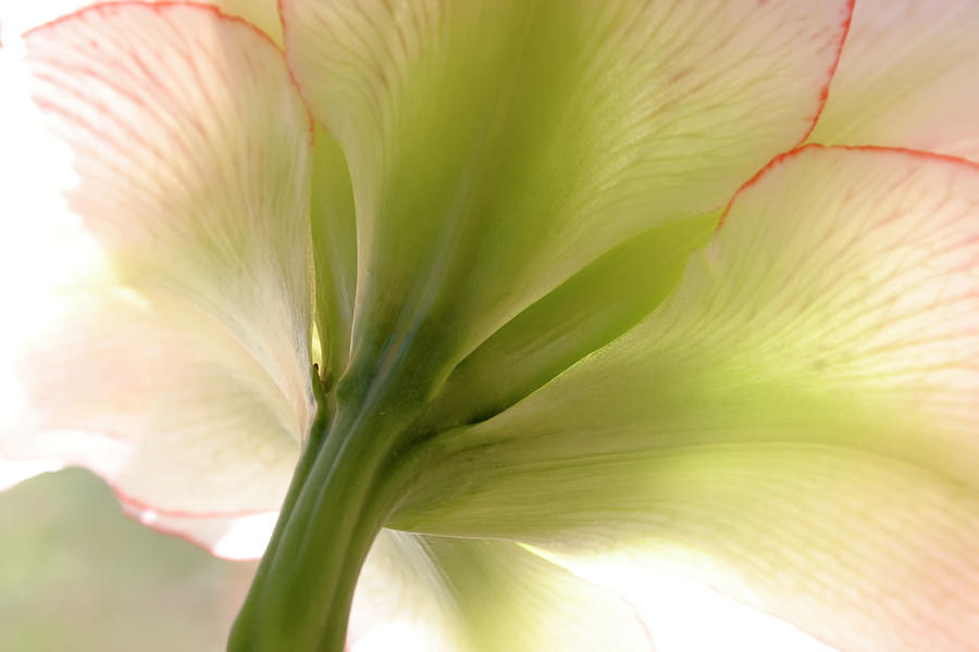 Flower Photograph - Amaryllis in Sun by KG Thienemann
