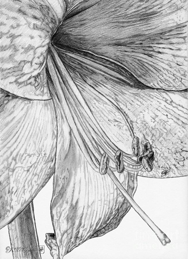 Amaryllis Drawing by J McCombie