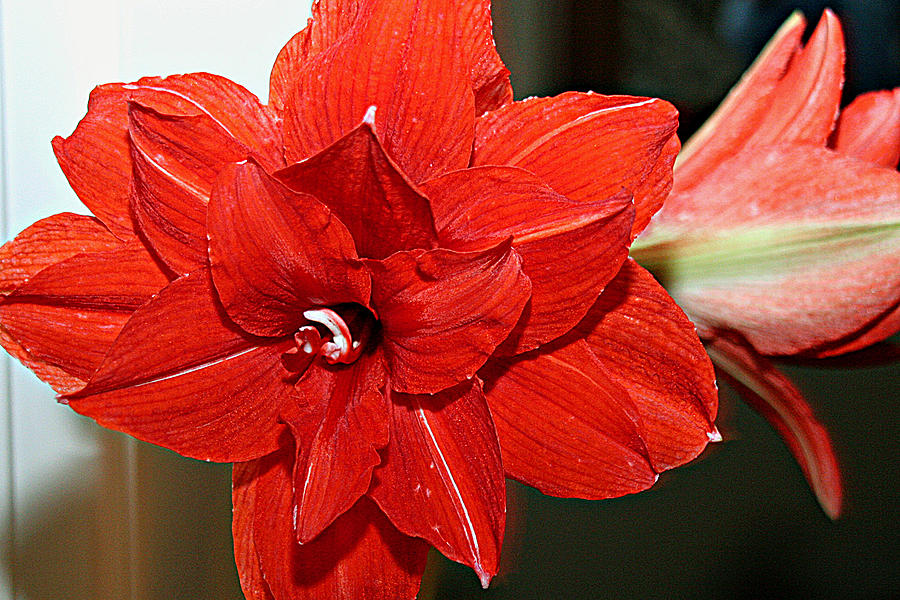Amaryllis Photograph by Jean Macaluso