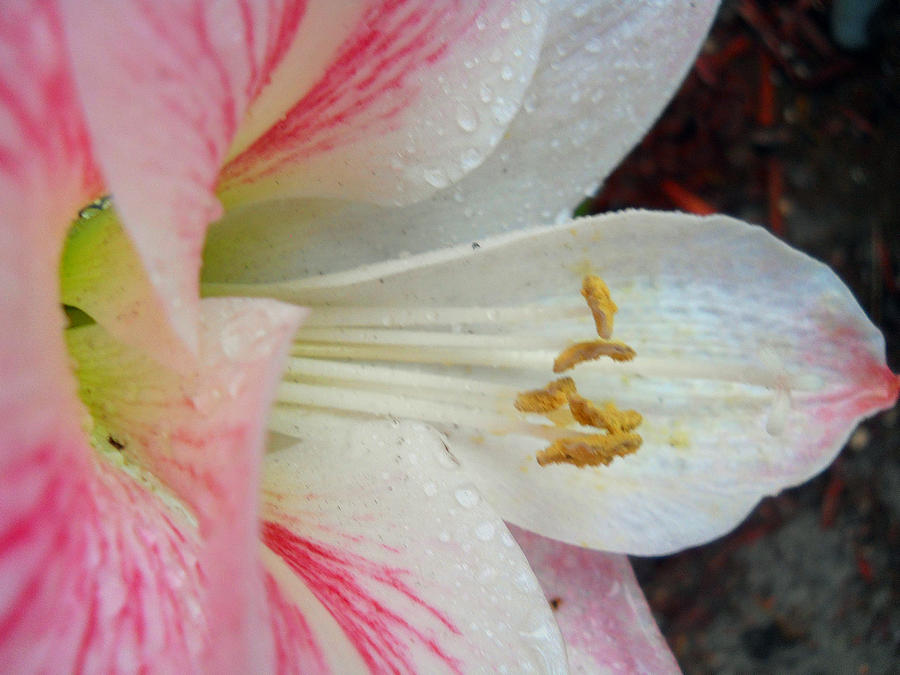 Amaryllis Kissed with Dew Photograph by Judy Hall-Folde