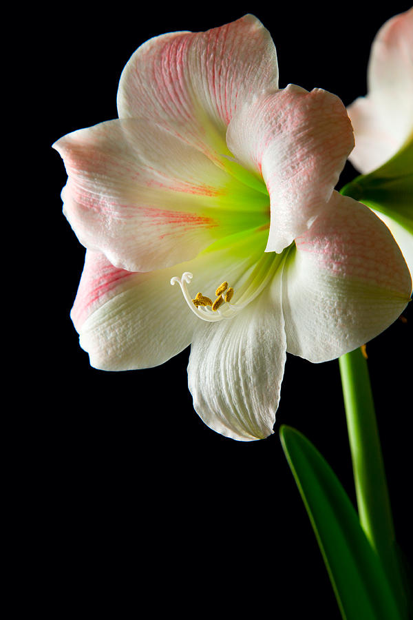 Amaryllis Lily Photograph