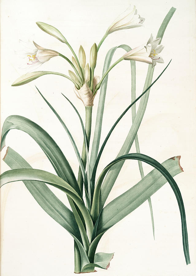 Amaryllis Longifolia, Crinum Longifolium, Long-leaved Drawing by Artokoloro