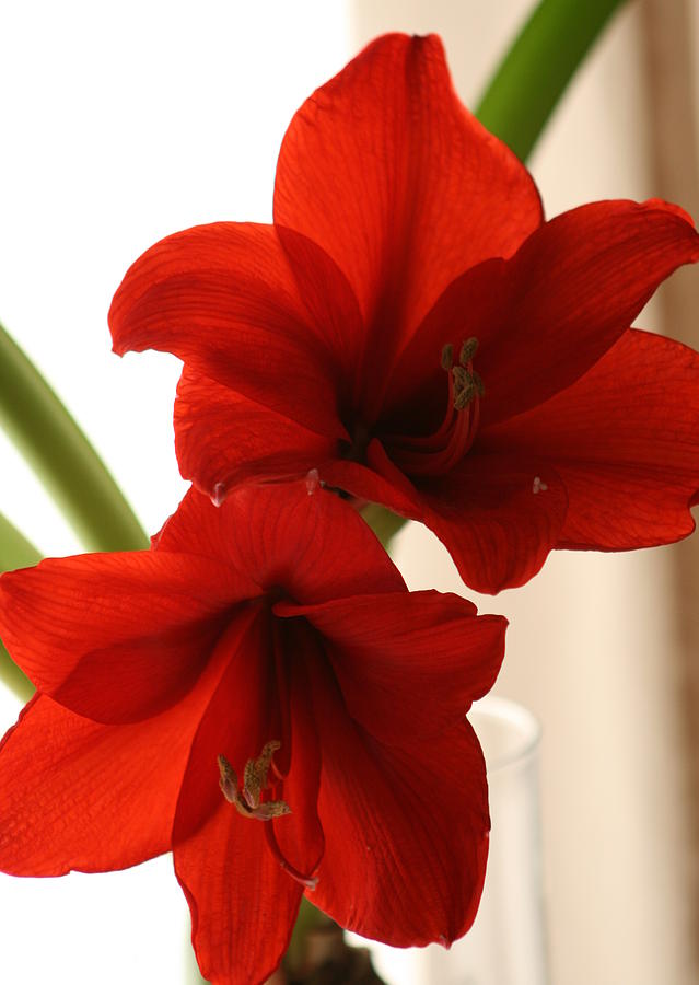 Amaryllis Photograph by Marna Edwards Flavell