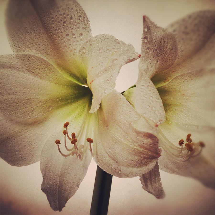 Amaryllis Photograph by Nathan Blaney