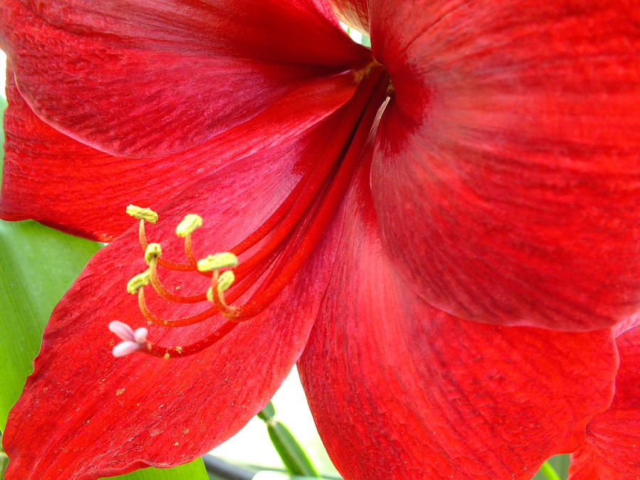 Amaryllis Photograph by Peggy King