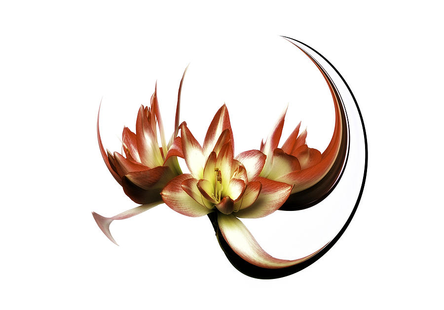 Flower Photograph - Amaryllis Phantasy by Christine Czernin-Morzin