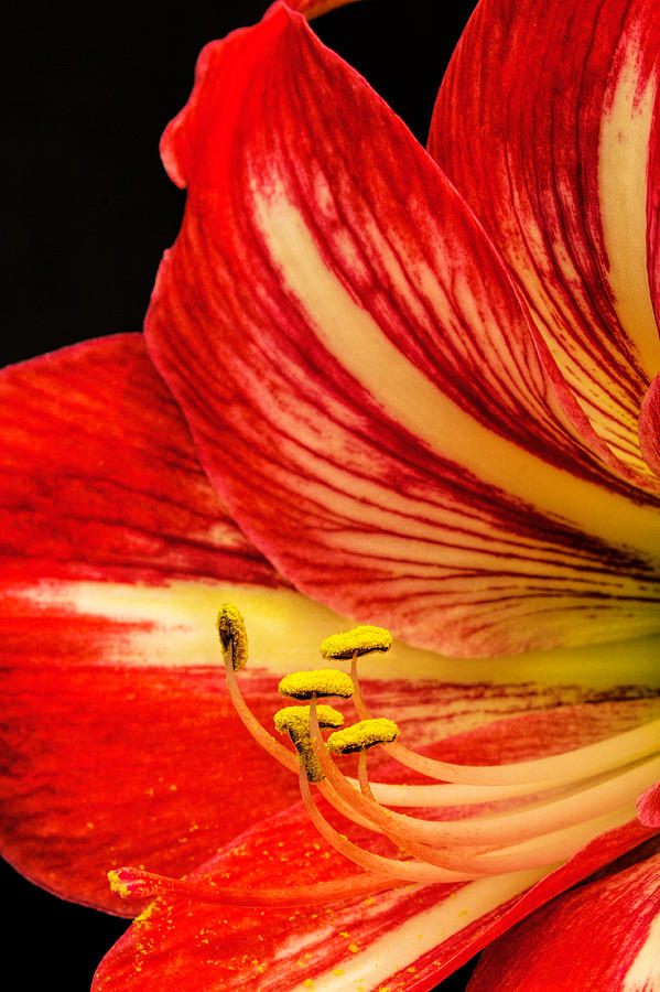 Amaryllis Pollen Photograph by Dave Bosse