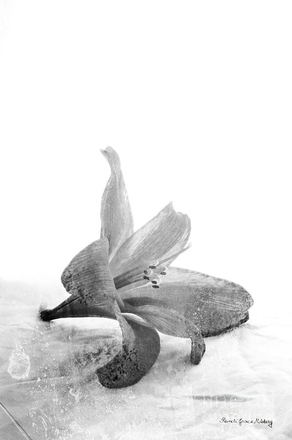 Amaryllis Photograph by Randi Grace Nilsberg