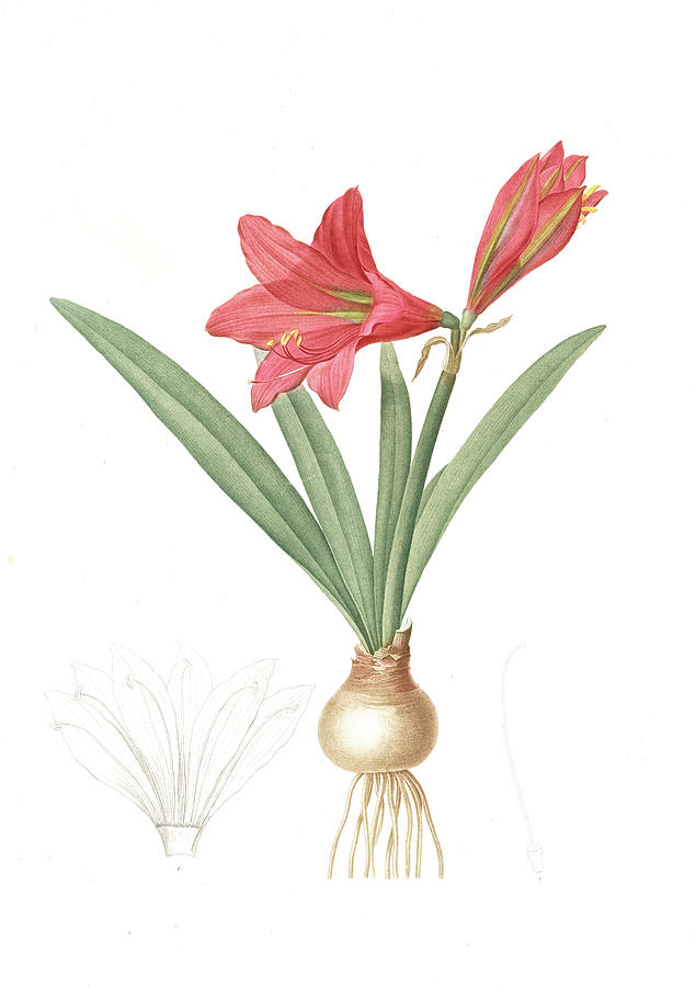 Flower Drawing - Amaryllis Reginae, Hippeastrum Reginae Amaryllis De La by Artokoloro
