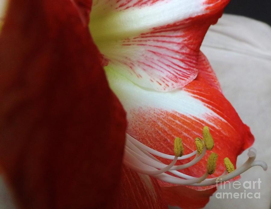 Amaryllis Seed Photograph by Brigitte Emme