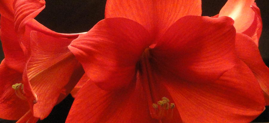 Amaryllis  Photograph by Shannon Grissom