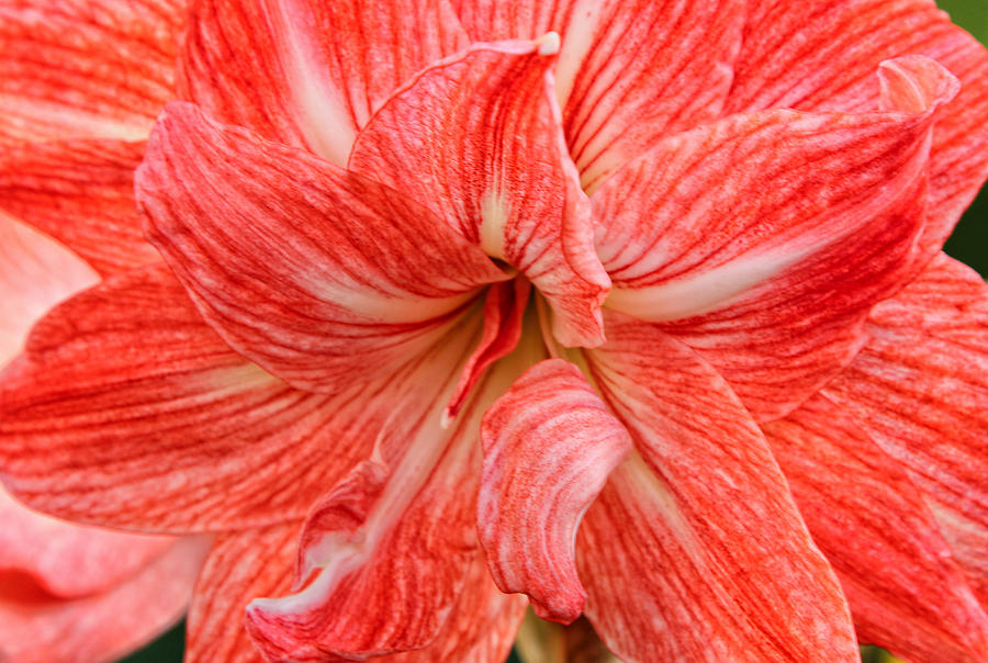 Flower Photograph - Amaryllis Undefined  by Rachel Cohen
