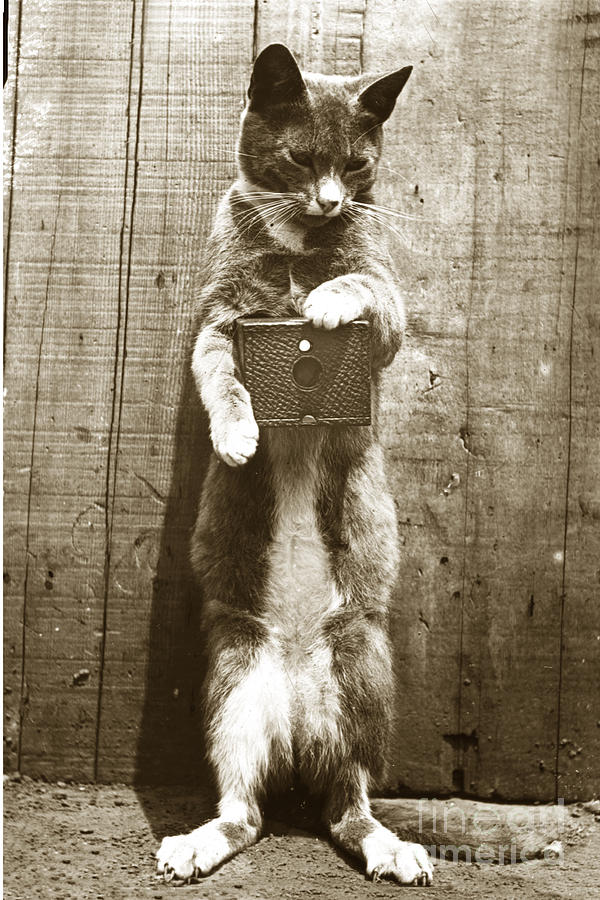 San Francisco Photograph - Amateur Feline fotografer Cat with a box camera  Historical photo 1900 by Monterey County Historical Society