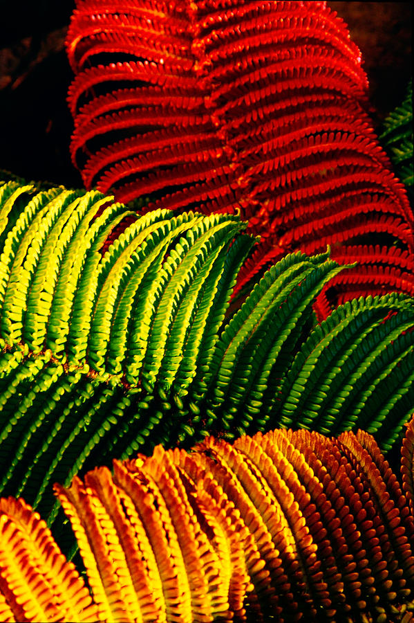 'Ama'u Fern - Intensly colorful leaves of a fern plant Photograph by ...