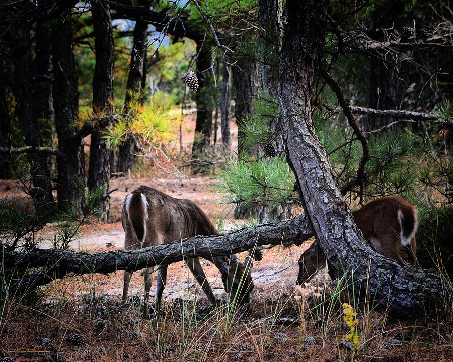 Deer Photograph - Amazin Grazin by Robert McCubbin