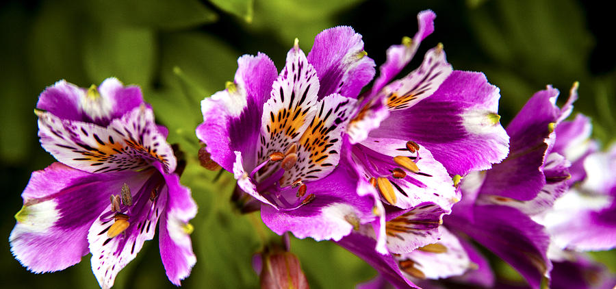 Amazing Alstroemeria Flower Print Photograph by Jerry Cowart