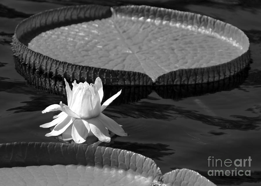 Black And White Photograph - Amazing Amazonian Water Lily by Sabrina L Ryan