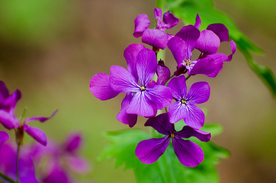 Amazing color. Photograph by Yuri Levchenko - Fine Art America