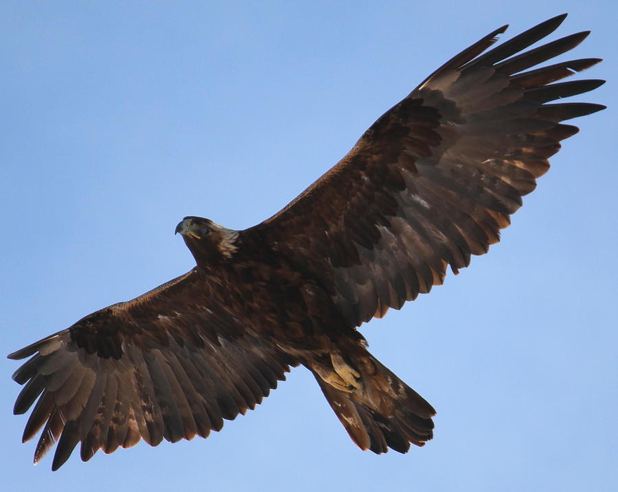 Amazing Golden Eagle Photograph by Trent Mallett