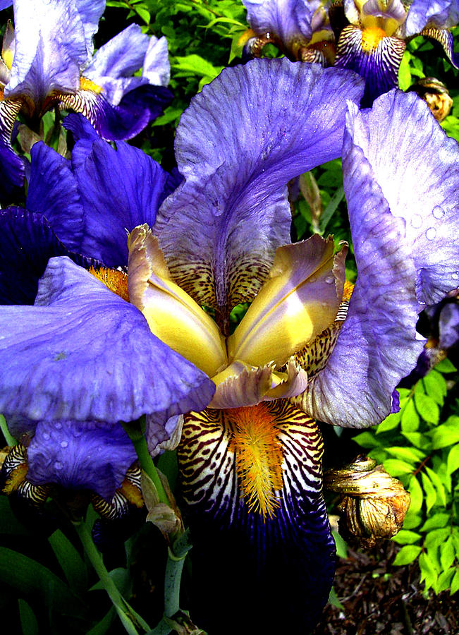 Greek Photograph - Amazing Iris by Michele Avanti
