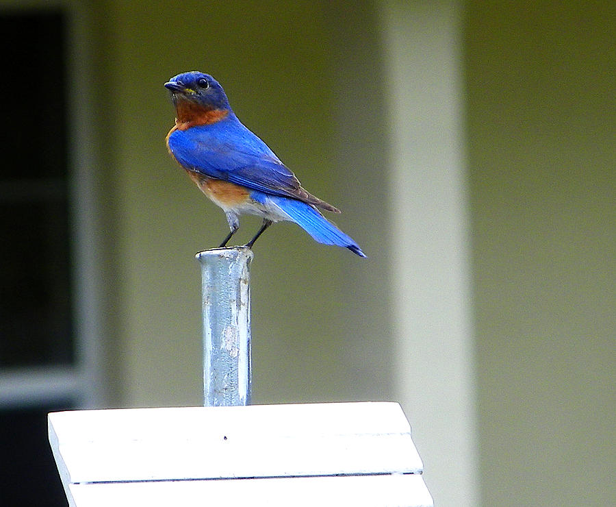 Amazing Mr. Bluebird Photograph by Judy Wanamaker