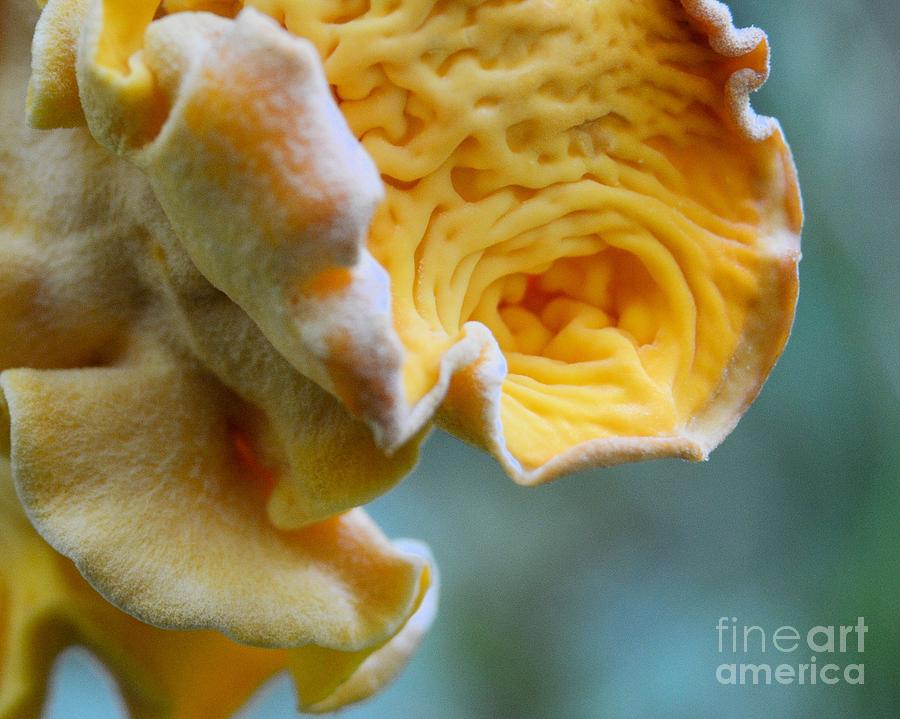 Amazing Mushroom Photograph by Chad and Stacey Hall