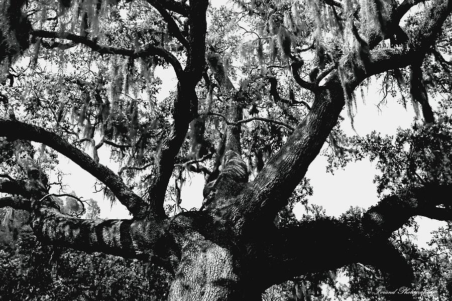 Amazing Oak Tree Photograph by Debra Forand