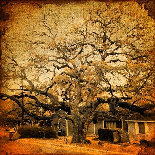 Tree Photograph - Amazing Old #oak #tree by Greta Olivas