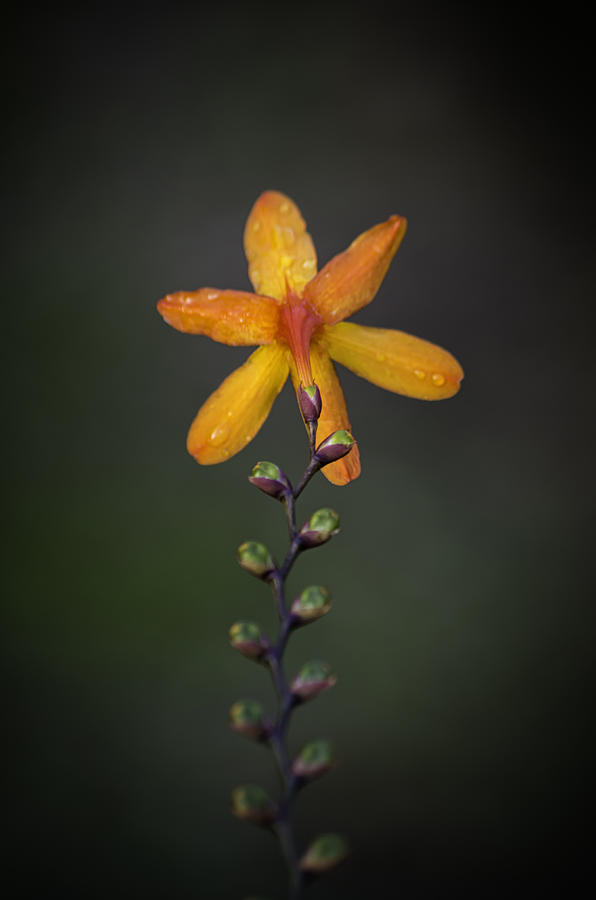 Amazing orange flower Photograph by Paulo Goncalves