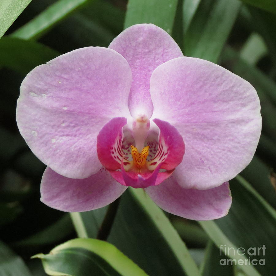 Amazing Orchid Photograph by Anita Adams