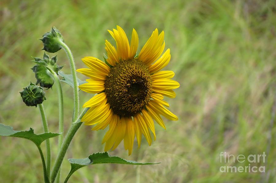 Amazing Sunflower Photograph by Anita Adams