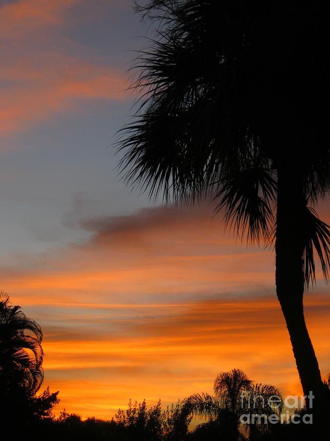 Amazing Sunrise in Florida Photograph by Oksana Semenchenko