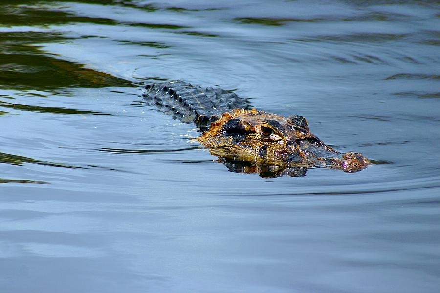 Amazon Alligator Photograph by Henry Kowalski