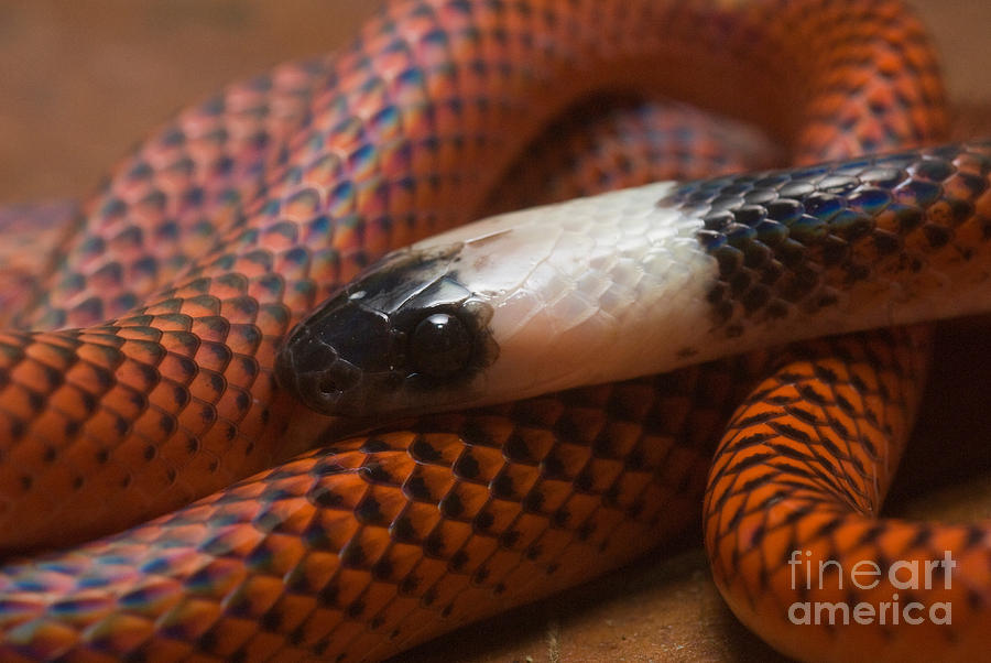 Amazon Egg-eater Snake Drepanoides Photograph by William H. Mullins