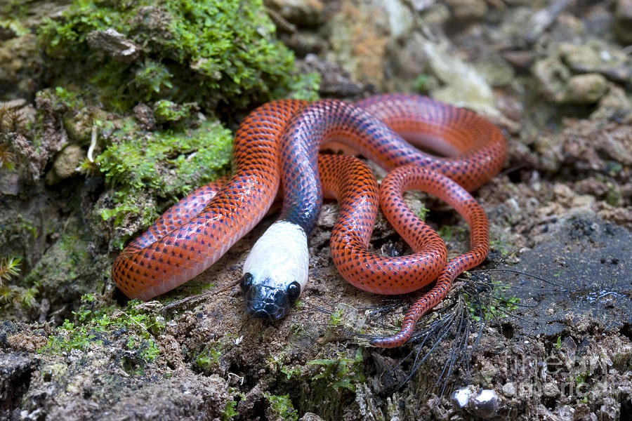 Amazon Egg-eating Snake Photograph by Gregory G. Dimijian, M.D.