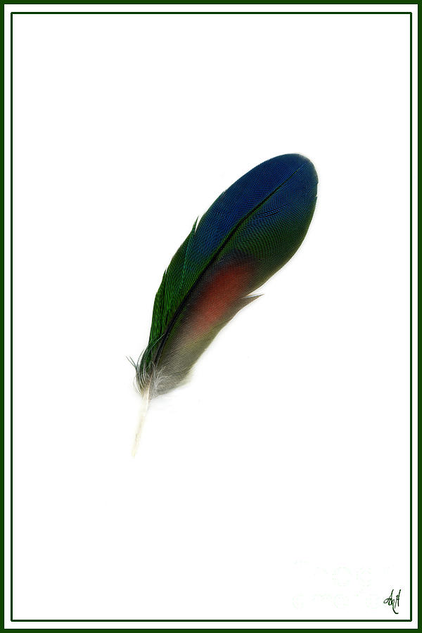 Amazon Feather 1 Photograph by Victoria Harrington