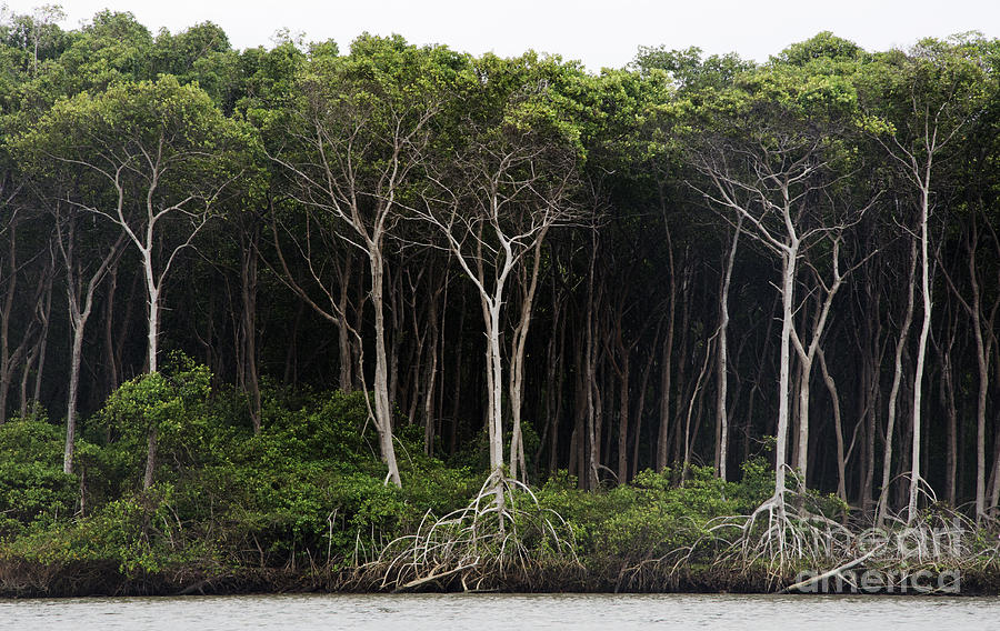 Amazon Rain Forest Brazil Photograph by Bob Christopher